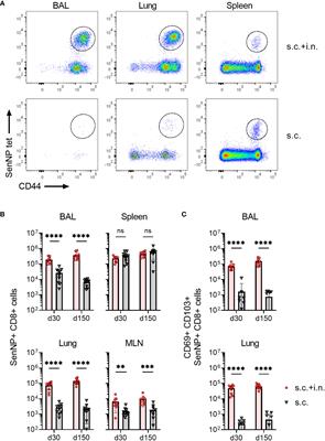 Vaccine induced memory CD8+ T cells efficiently prevent viral transmission from the respiratory tract